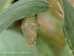 Tanaecia iapis puseda
