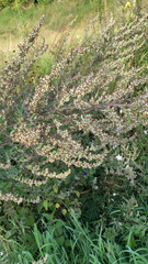 Artemisia vulgaris