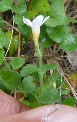 Chaenostoma cordatum