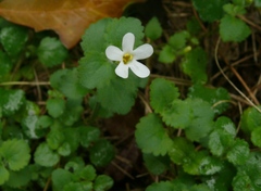Chaenostoma cordatum
