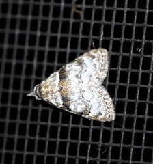 Nola euraphes