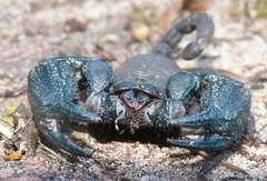 Opisthacanthus capensis
