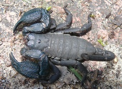 Opisthacanthus capensis