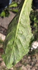 Podosphaera erigerontis-canadensis