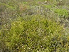 Diastella proteoides