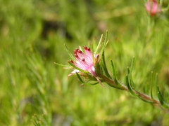 Diastella proteoides