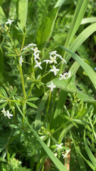 Galium