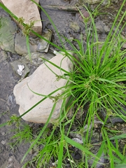 Cyperus fuscus