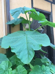 Paulownia tomentosa