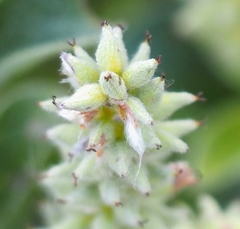 Salix pyrenaica