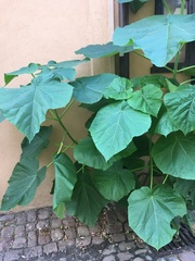 Paulownia tomentosa