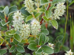 Salix pyrenaica