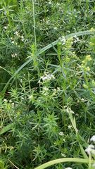 Galium