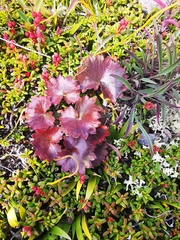 Micranthes purpurascens