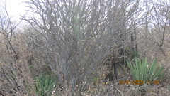 Cnidoscolus tehuacanensis