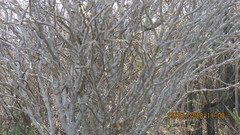 Cnidoscolus tehuacanensis