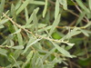 Salix salviifolia salviifolia - Photo (c) Duarte Frade, alguns direitos reservados (CC BY), uploaded by Duarte Frade