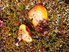 Suillus plorans