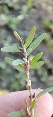 Polygonum volchovense