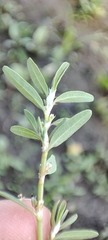 Polygonum volchovense