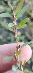 Polygonum volchovense