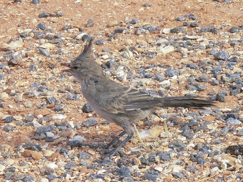 Chiming Wedgebill (Psophodes occidentalis), photo 8