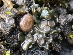 Enchylium tenax