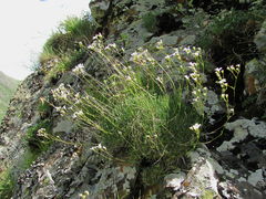 Gypsophila tenuifolia