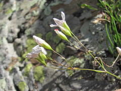 Gypsophila tenuifolia