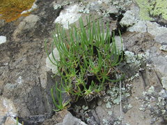 Gypsophila tenuifolia