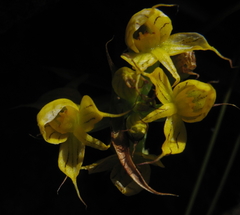Disa telipogonis