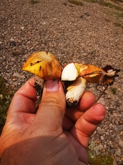 Suillus plorans