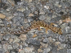 Lucasium alboguttatum