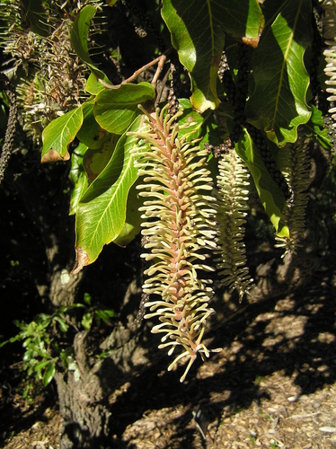 Broadleaf Beechwood