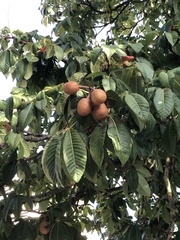 Aesculus hippocastanum