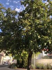 Aesculus hippocastanum