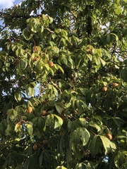 Aesculus hippocastanum