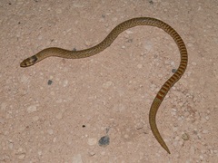 Pygopus nigriceps
