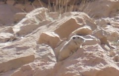 Ctenodactylus