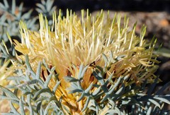 Banksia fraseri