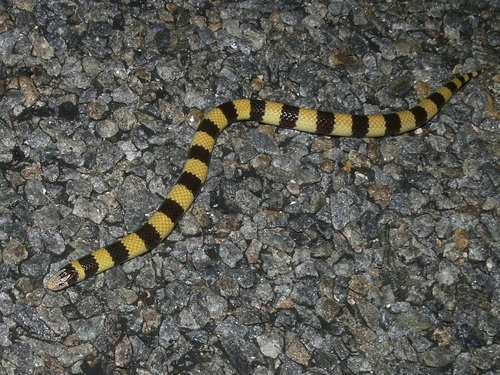West Coast Banded Snake
