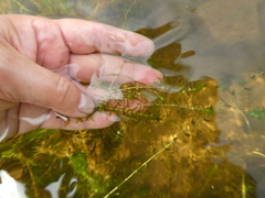 Callitriche hermaphroditica