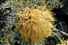 Banksia fraseri