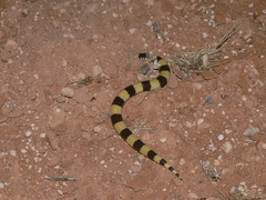 Simoselaps littoralis