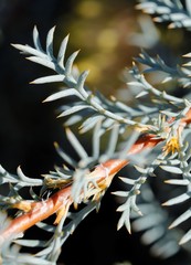 Banksia fraseri