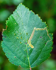 Stigmella confusella