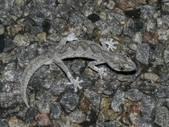 Strophurus strophurus