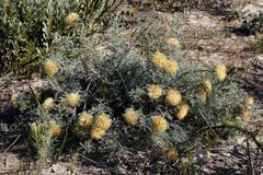 Banksia fraseri