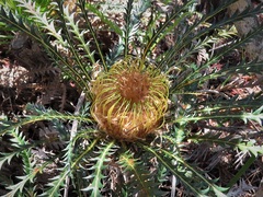 Banksia dallanneyi