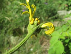 Doronicum macrophyllum